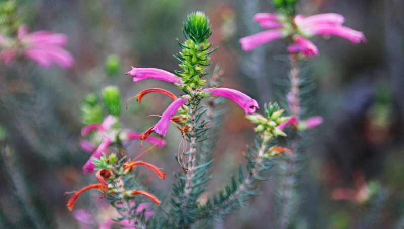 erica verticillata
