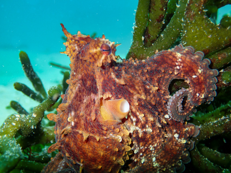 common octopus