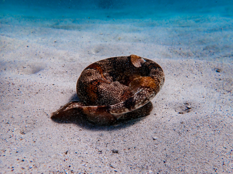 puffadder shyshark curled into a defensive ball