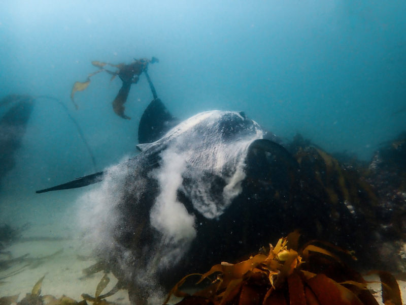 Short-tail stingray rising from the ocean ground