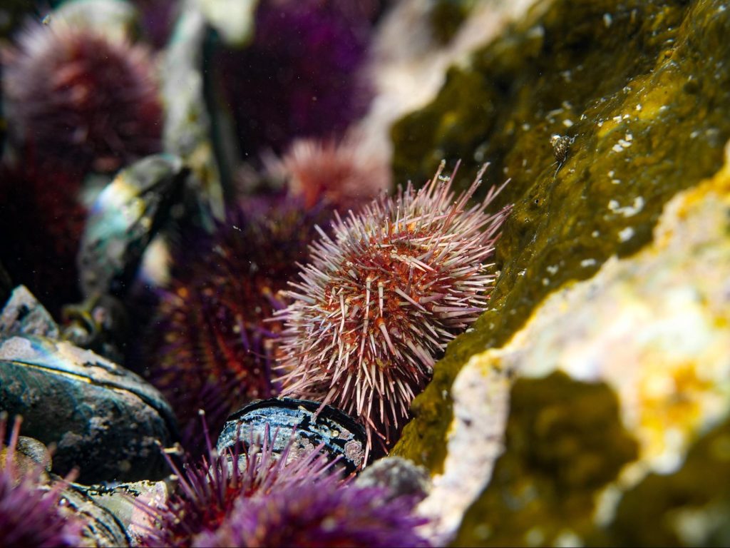 sea urchins